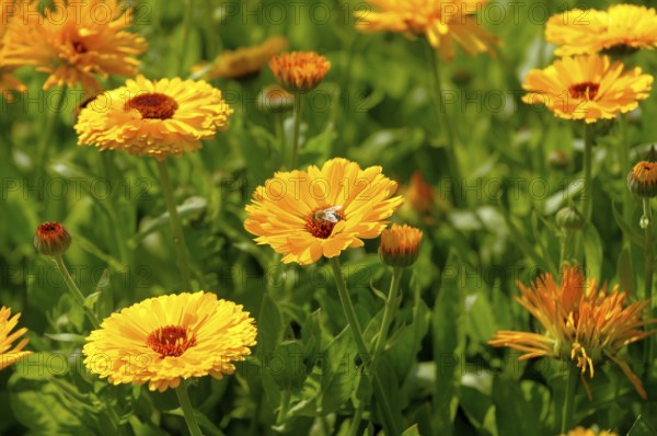 Marigold in the Garden, marigolds (Calendula officinalis)