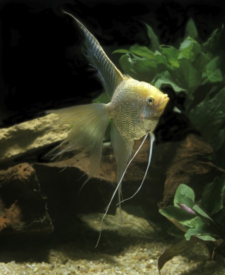 Angelfish, Angelfish, Other animals, Fish, Animals, Cichlids, Diamond Angelfish, pterophyllum