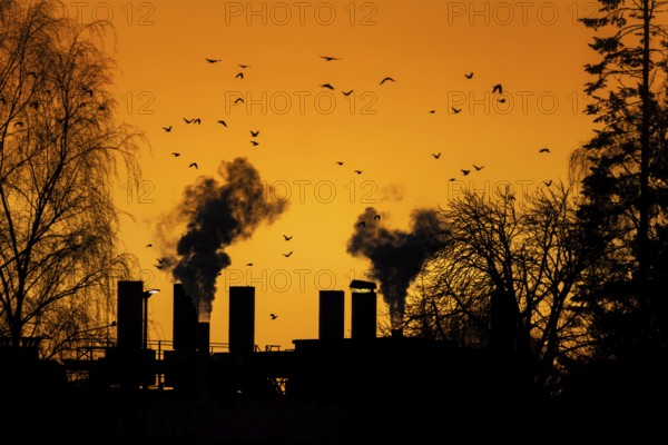 Birds flying over the dark smoke comming from the chimneys of an old factory