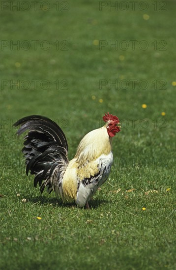 Domestic fowl, cockcrow