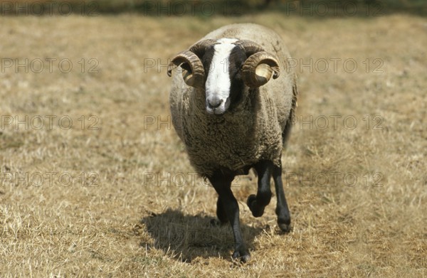 Bizet sheep, a French breed from the Cantal, rams