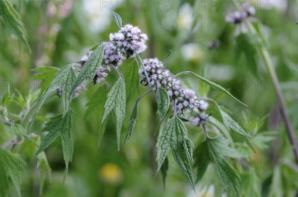 Motherwort (Leonurus cardiaca), real lion tail
