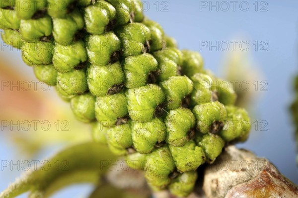 Walnut, inflorescence (Juglans regia)
