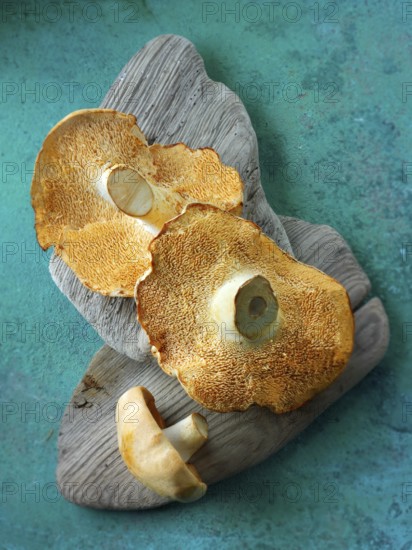 Fresh picked wiild organic Pied de Mouton Mushrooms or hedgehog mushrooms (hydnum repandum)
