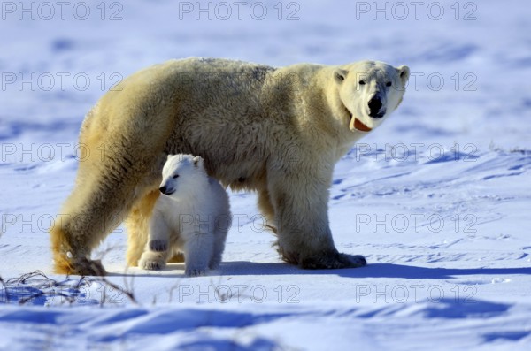 Polar bears (Ursus maritimus), female with radio collar and young, 3 months, Wapusk National Park,