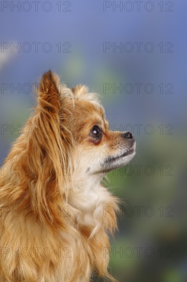 Chihuahua, long-haired, lateral, profile
