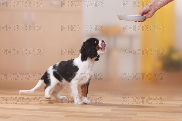 Cavalier King Charles Spaniel, puppy, tricolour, 13 weeks, gets food bowl put down, bowl, excited