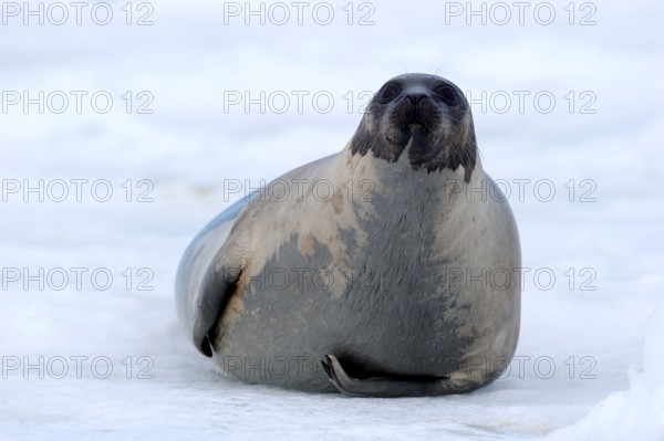 Harp Seal (Pagophilus groenlandicus) female, Gulf of St Lawrence, Magdalen Islands, Quebec, Canada,