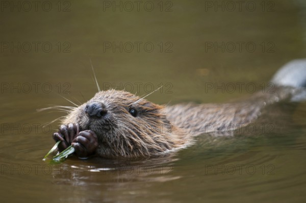 European beaver (Castor fiber), juvenile, Rosenheim, Bavaria, Germany, Europe