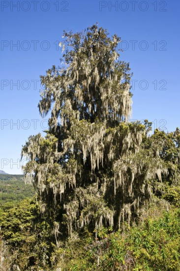 Holm yew with beard lichen, Aberdare National Park (Podocarpus), Kenya, Africa