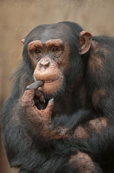 Common Chimpanzee (Pan troglodytes)