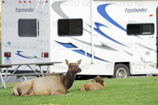 Wapiti, female and young in front of camper van, Yellowstone National Park, Wyoming (Cervus elaphus