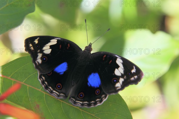 Blue pansy (Junonia oenone), free-standing