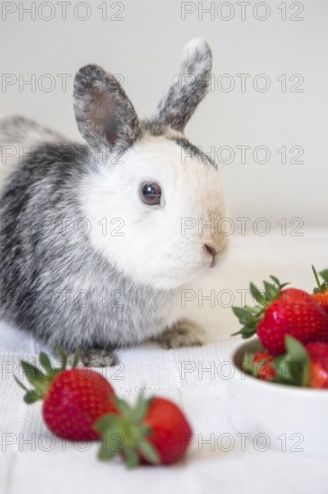 Portrait cute rabbit strawberry