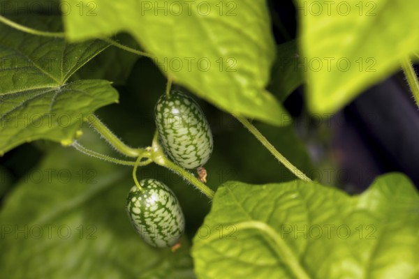 Mexican mini cucumber (Melothria scabra) on the vine with leaves and tendrils, food photography
