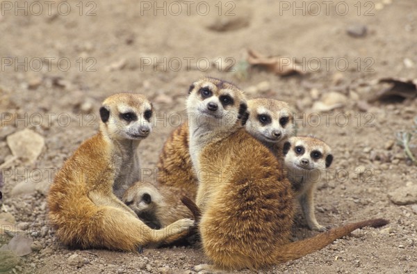 Meerkat (suricata suricatta), Adults with Youngs