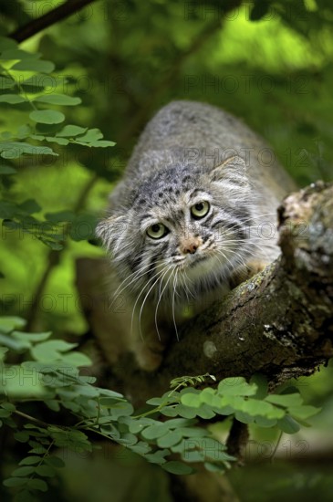 Pallas's cat (otocolobus manul) or Pallas' cat, adult on branch