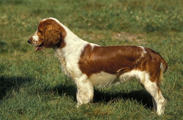 WELSH SPRINGER SPANIEL, ADULT