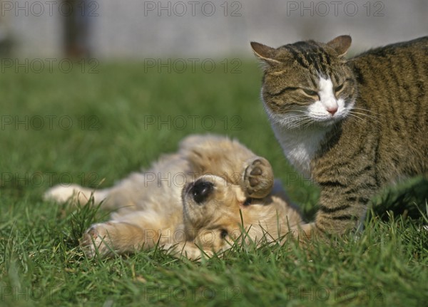 Golden Reviever puppy playing with domestic cat