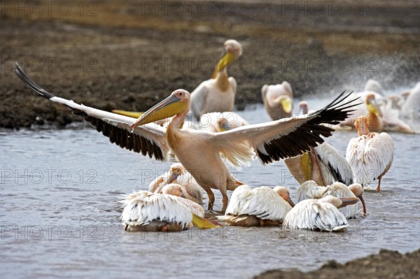 Great White Pelican (pelecanus onocrotalus), Group having Bath, Nakuru Lake in Kenya