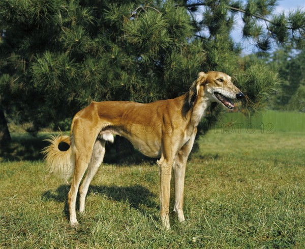 Saluki Dog, Adult standing on Grass