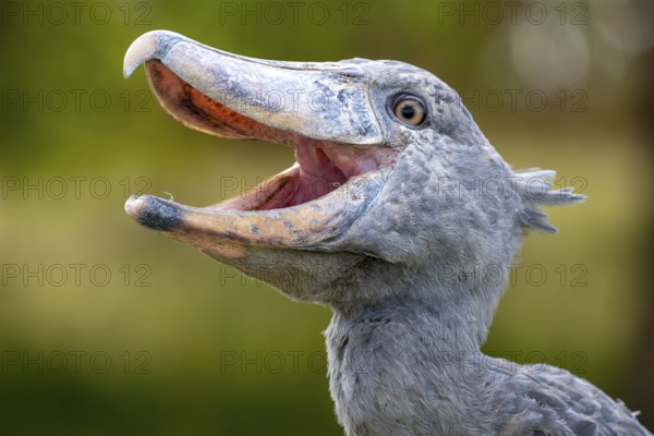 Shoebill (Balaeniceps rex), also Abu Markub, animal portrait, Bangweulu Swamps, Zambia, Africa