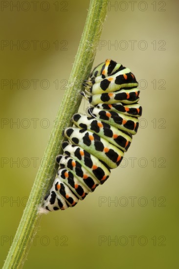 Swallowtail (Papilio machaon) caterpillar, pupates, North Rhine-Westphalia, Germany, Europe