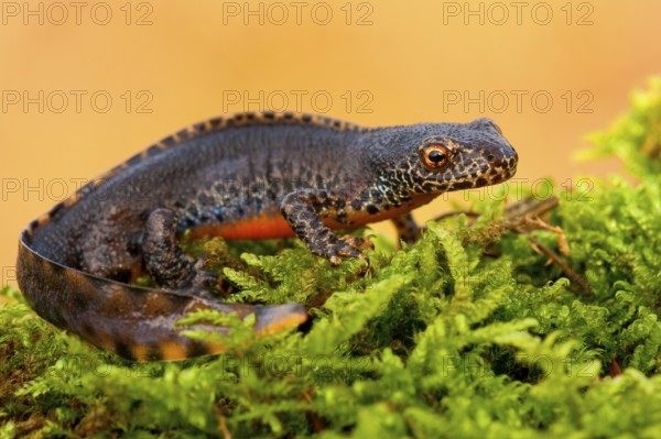 Alpine newt (Ichthyosaura alpestris) Rhineland-Palatinate, Germany, Europe