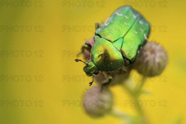Green rose chafer (Cetonia aurata), Rhön, Germany, Europe