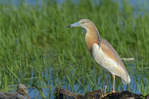Squacco heron (Ardeola ralloides), Heron, Greece, Europe
