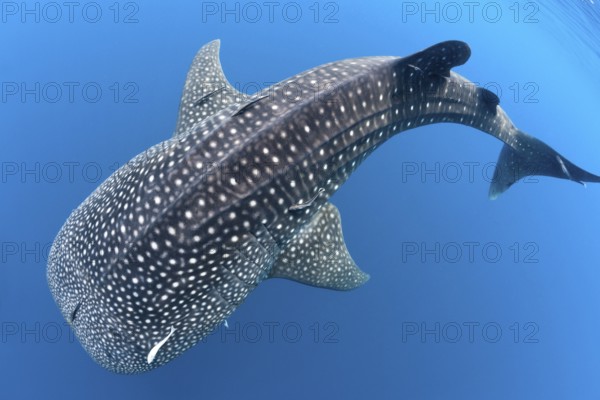 Whale shark (Rhincodon typus), North Male Atoll, Indian Ocean, Maldives, Asia