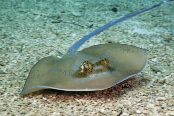 Bluespotted Stingray (Dasyatis kuhlii), Cenderawasih Bay, West Papua, Indonesia, Asia
