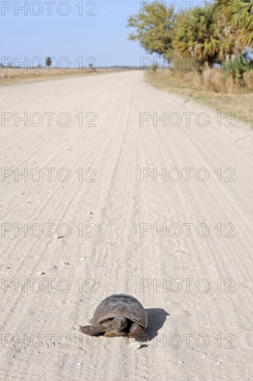 Gopher Tortoise (Gopherus polyphemus), Florida, USA, North America