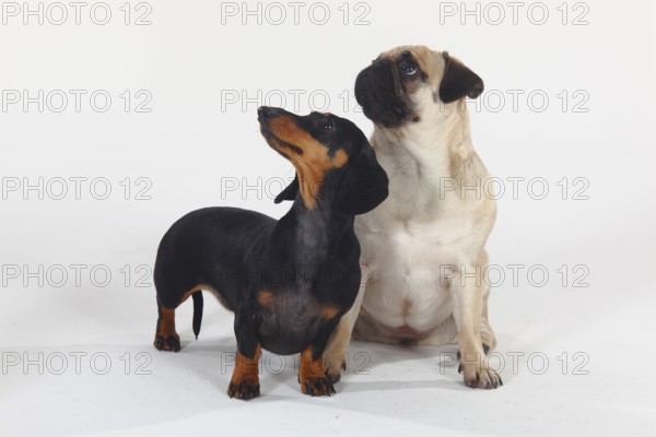 Shorthaired Dachshund and Pug, Dachshund, Dachshund, Miniature Dachshund