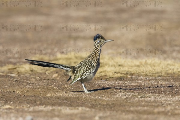 Greater roadrunner (Geococcyx californianus), female, Bosque del Apache, New Mexico, lateral, USA,