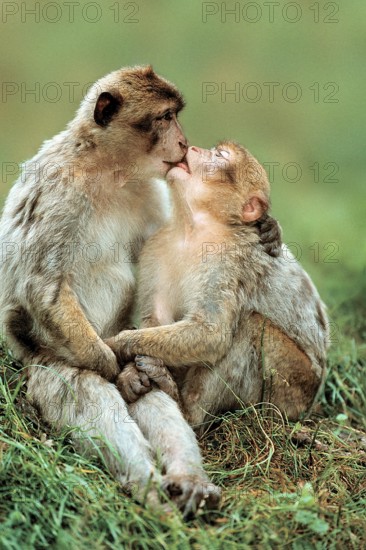 Barbary Monkeys, kissing (Macaca silvanus), Barbary Ape