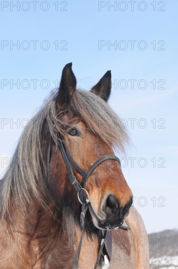 Belgian Coldblood, Gelding, Coldblood Horse, Brabanter, Stitch Hair