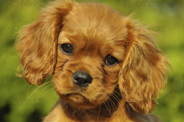Cavalier King Charles Spaniel, puppy, ruby red