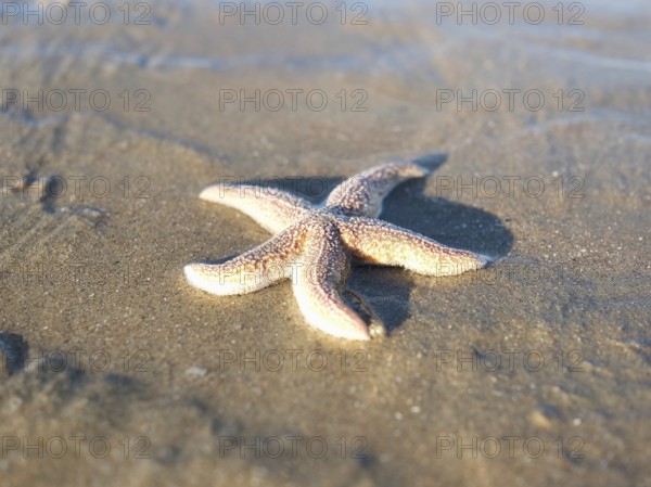Starfish (Asteroidea) at the North Sea, sandy beach, blurred background, Zandvoort, Netherlands