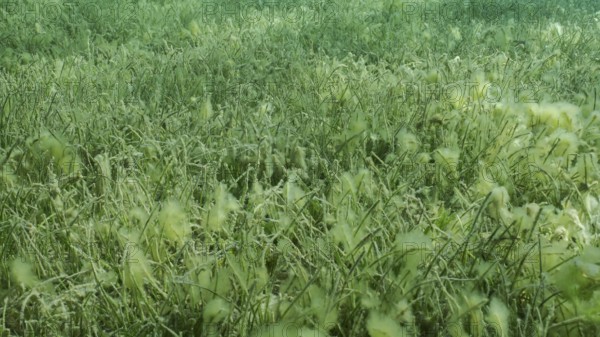 Seabed covered with green seagrass. Seagrass meadow with blooming green Round Leaf Sea Grass or