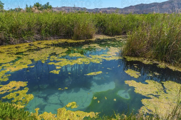 Groundwater in the wetland of the Ojos del Pontil natural park in Rueda de Jalon. Valdejalon.
