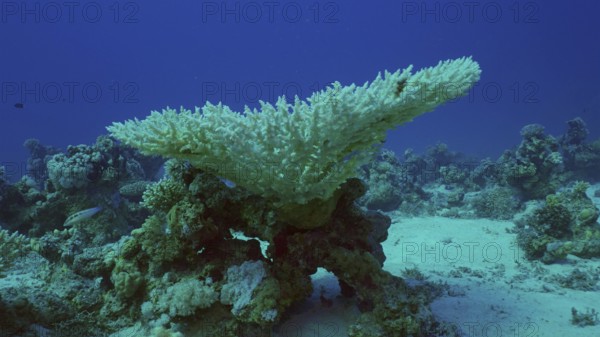 Bleached Hard Table Coral Acropora. Bleaching and death of corals from excessive seawater heating