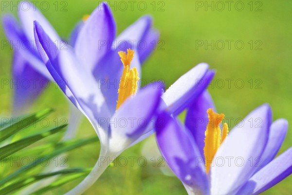 Close up of blossom of lilac Spring Crocuses (Crocus vernus) Munich, Bavaria, Germany, Europe