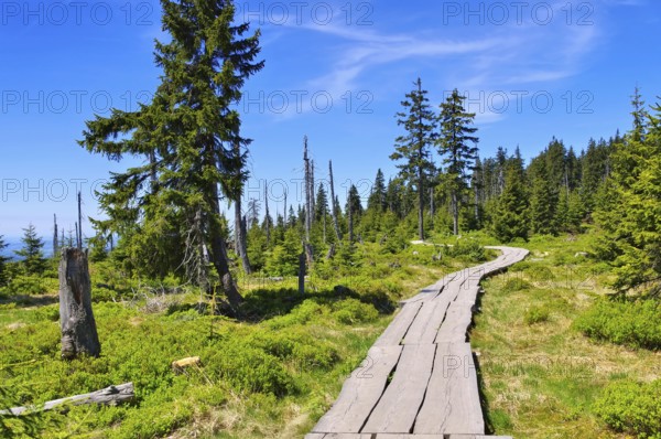 Raised bog in the Giant Mountains near mountain Schüsselberg- peatbog in Giant Mountains near