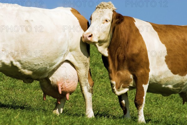 Two dairy cows, cattle, on a pasture with big and full udder