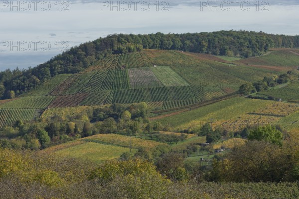 Vineyards, Pfedelbach, Ohrntal, Hohenlohe, Heilbronn-Franken, Baden-Württemberg, Germany, Europe