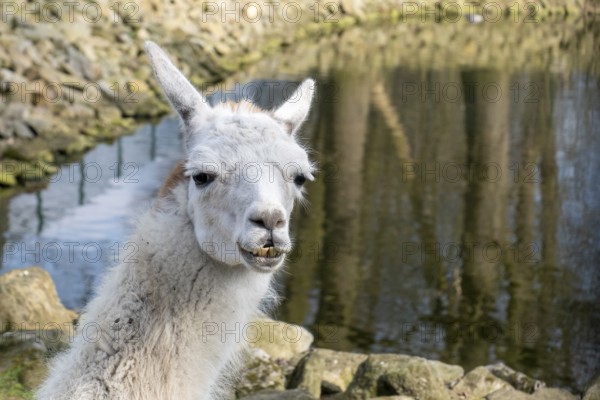 Animal portrait llama
