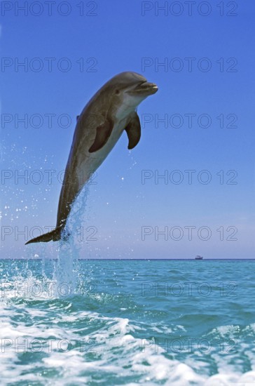 Bottlenose Dolphin (tursiops truncatus), Adult Leaping, Honduras, Central America
