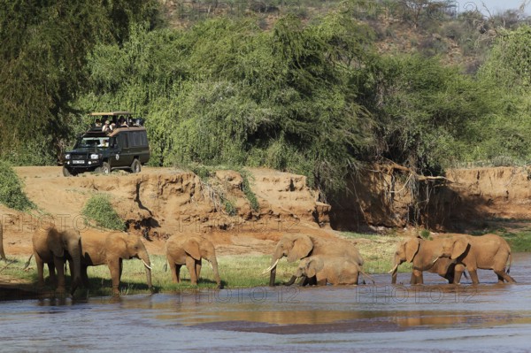 African Elephant (loxodonta africana), Herd crossing River, Samburu Park in Kenya