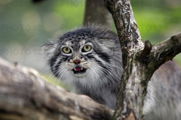 Manul or Pallas's Cat (otocolobus manul), Adult standing on Branch